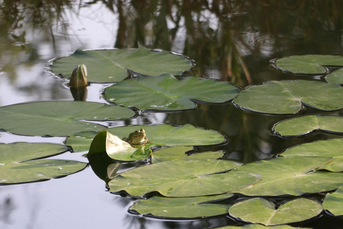 Laguna con ranas