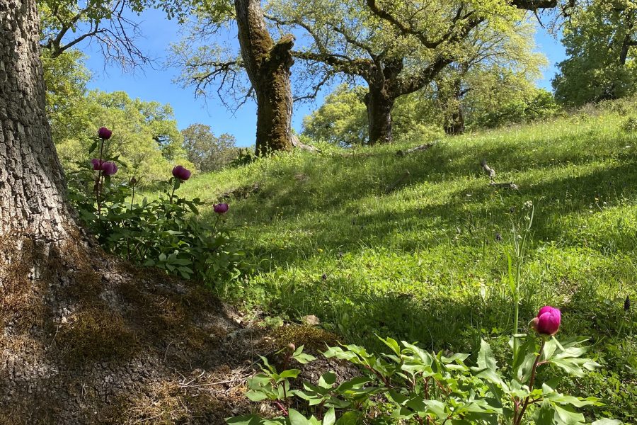 Wenn die Sierra Erwacht: Wilde Frühlingsblüte in der Sierra de Aracena