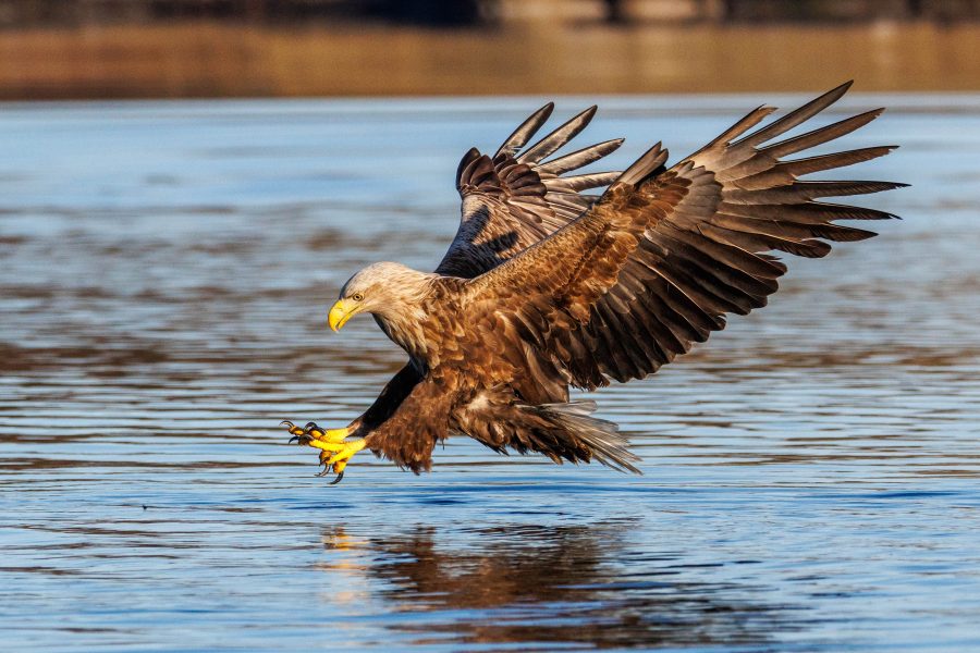 Pigargo Europeo Sierra de Aracena | El Águila Más Grande de Europa Visita Huelva 