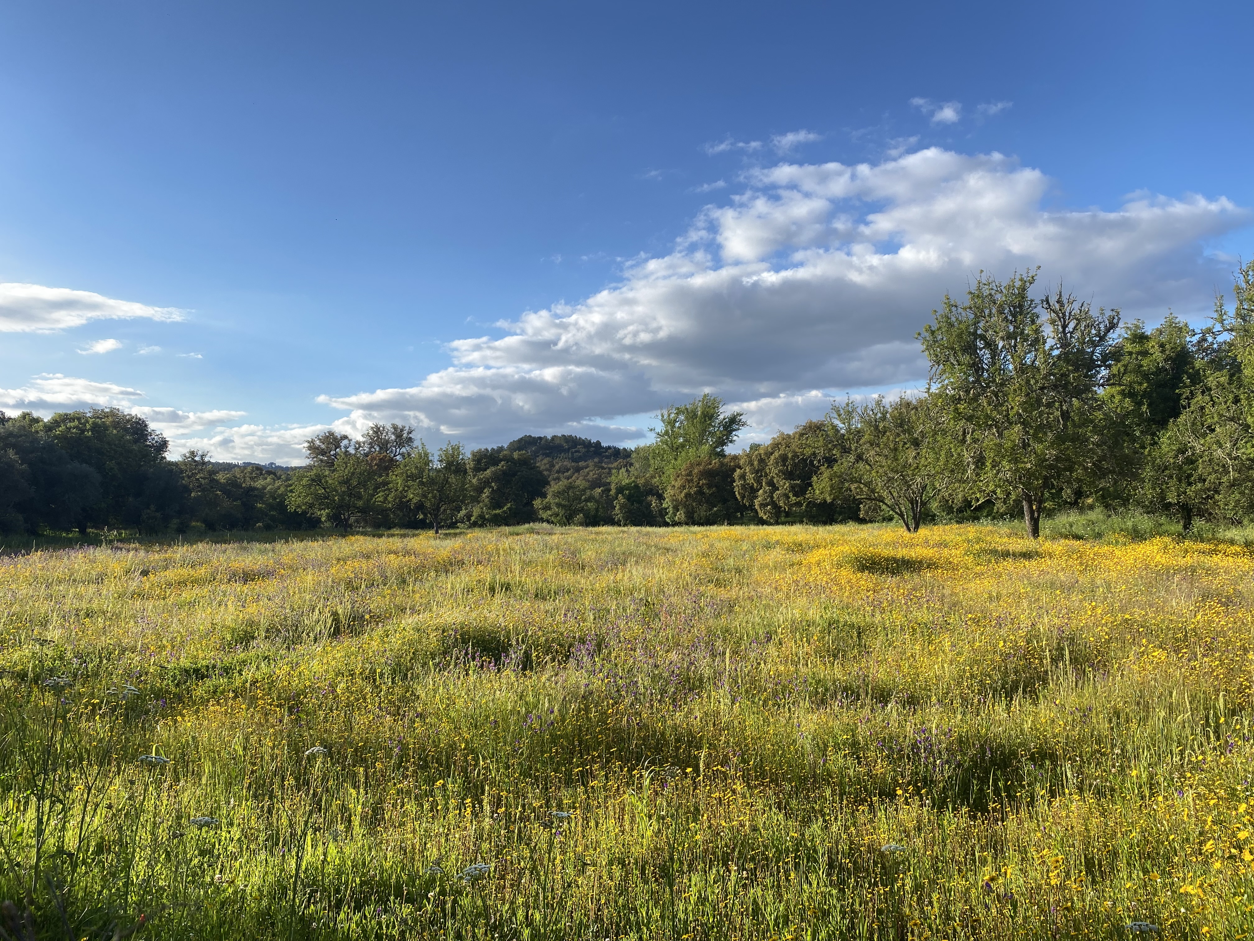 Wildflower meadows in the Sierra de Aracena in spring, with yellow and purple flowers under a blue sky