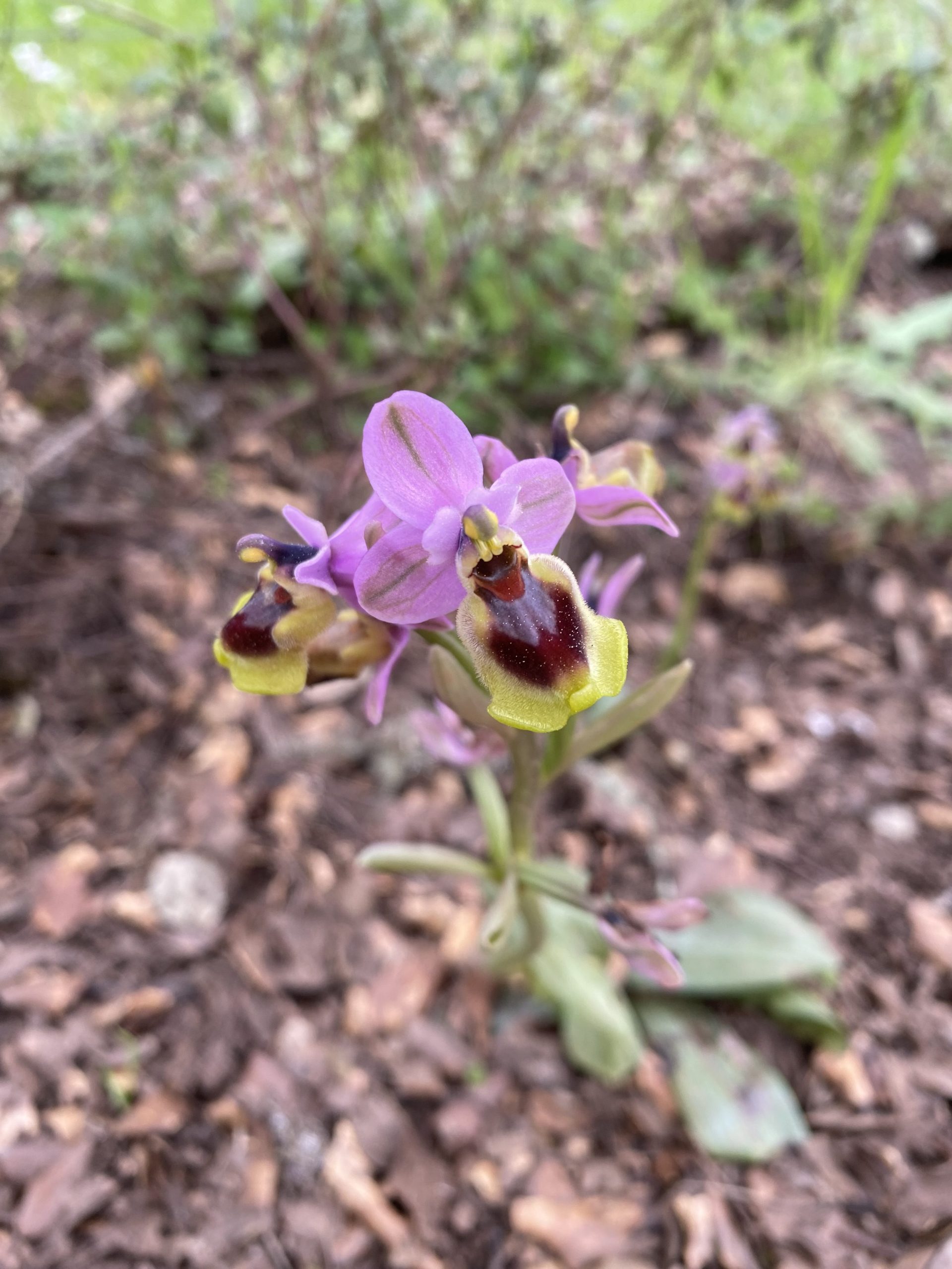 Anacamptis morio, orquídea silvestre morada en un prado de la Sierra de Aracena