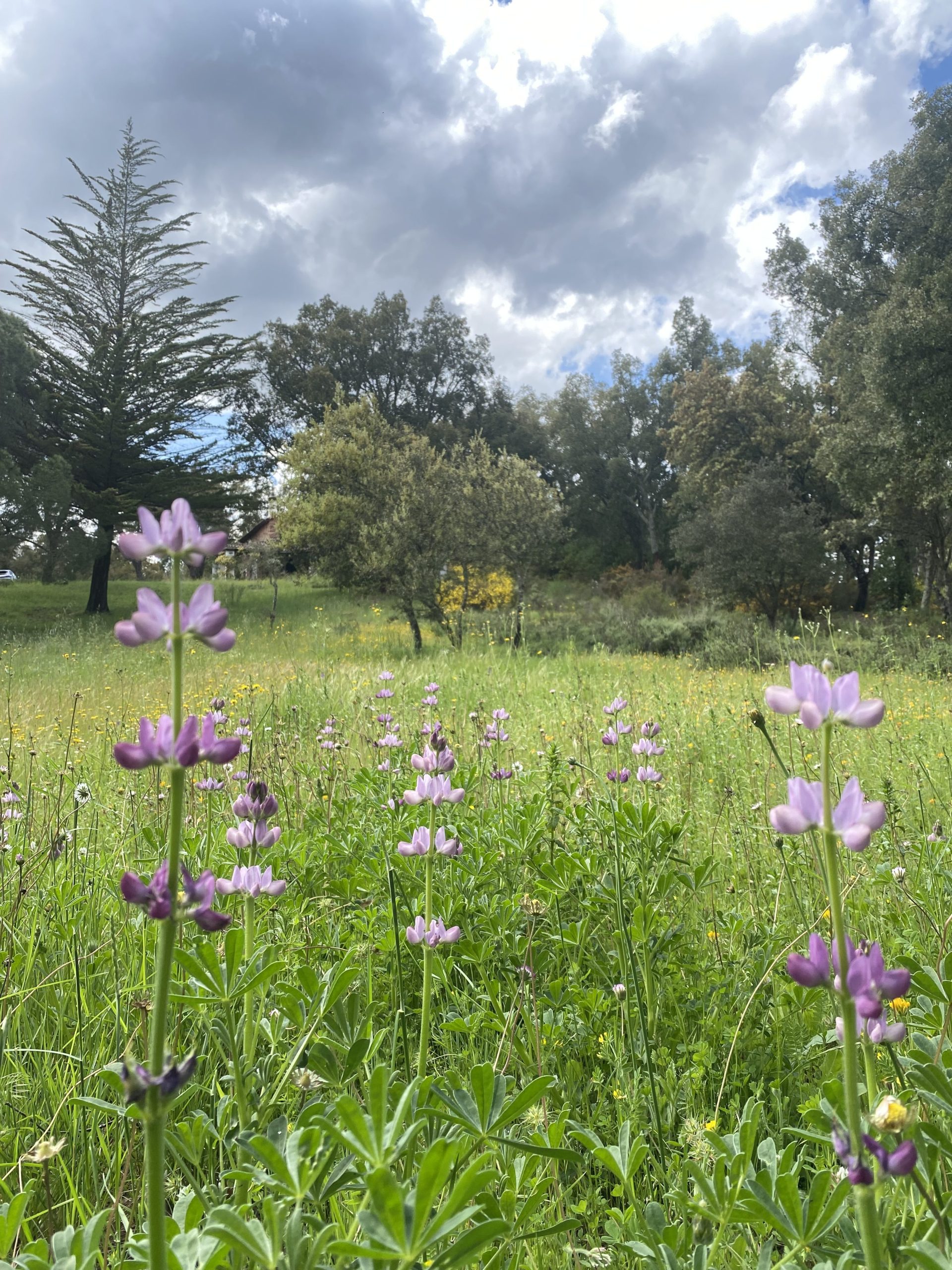 Ophrys tenthredinifera, la orquídea abeja, en su hábitat natural en la Sierra de Aracena