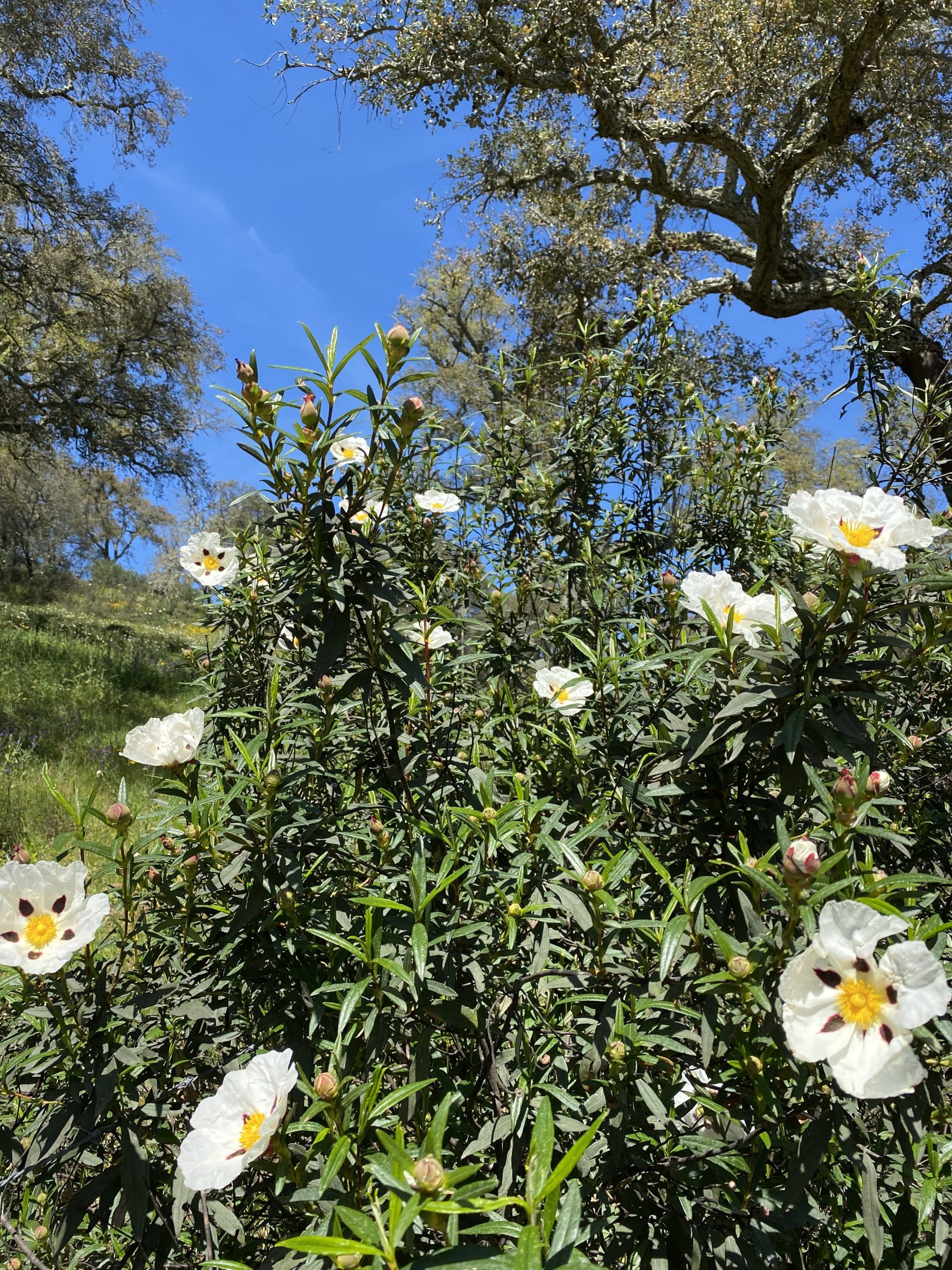 Lupinos silvestres morados en el prado frente a la finca Valle del Arroyo en primavera