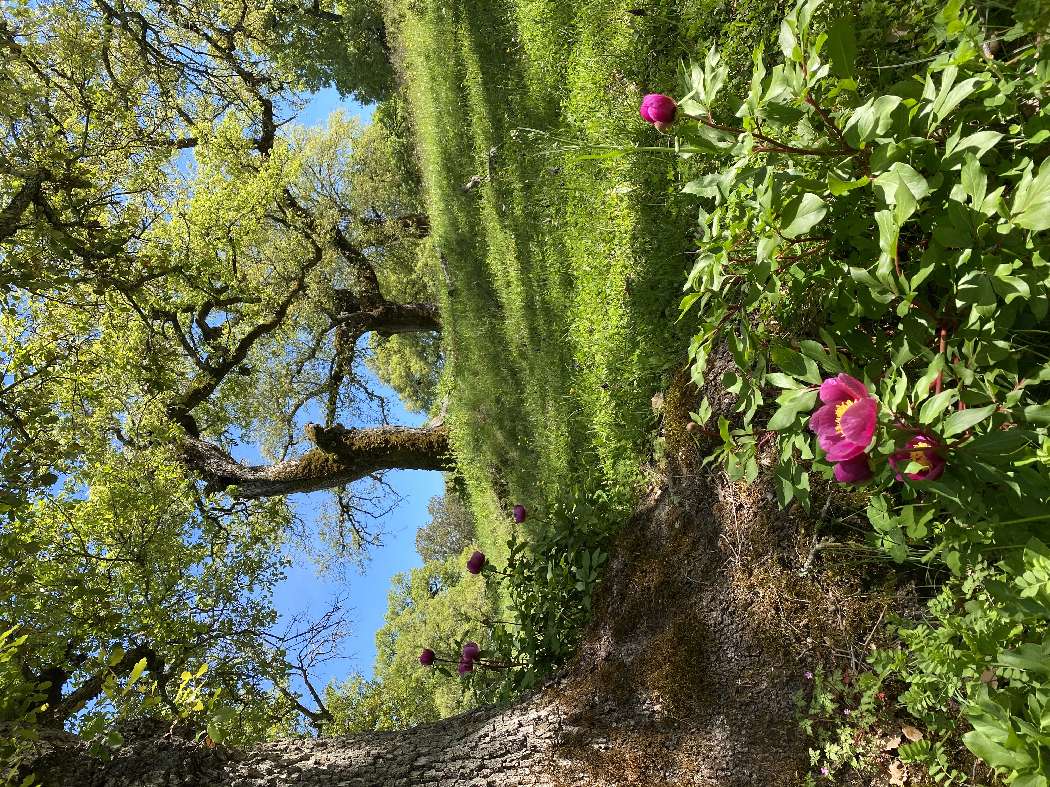 Cistus ladanifer in full bloom beneath the cork oaks of the Sierra de Aracena